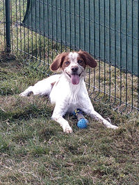 Sorties sur parcours des Chiens